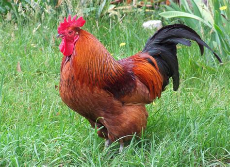 Red bird chicken - Jan 2, 2019 · Breed Standard. As this bird is a hybrid, there is no recognized official standard. As implied from its’ name, the Red Ranger is red in color – not the deep mahogany of the Rhode Island Red but a lighter shade of honeyed brown. The body is a solid rectangular shape and their yellow legs are very muscular and strong. 